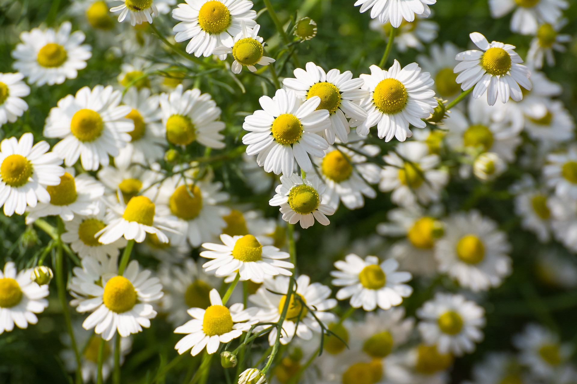 Kamillentee, Kamillenblüten und Aufguss
